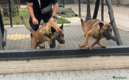 Belgian Shepherd Dog dogs for sale: 9 Month old Two Belgian Malinois Pups (Brothers) - Image 2