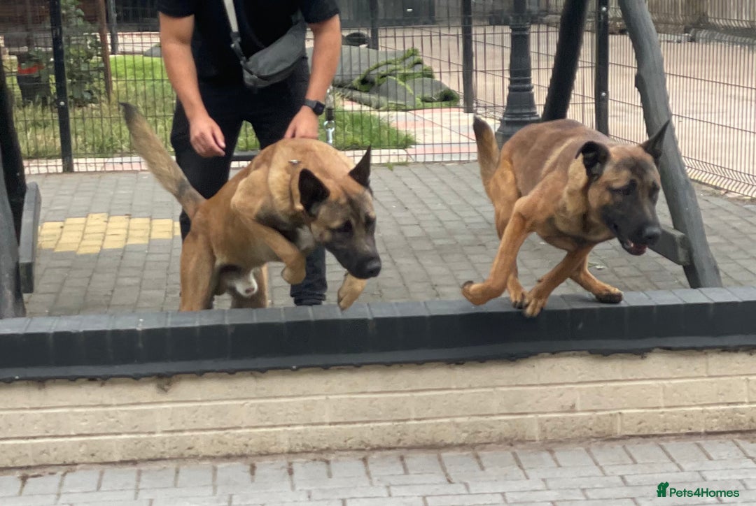Belgian Shepherd Dog dogs for sale: 9 Month old Two Belgian Malinois Pups (Brothers) - Image 2