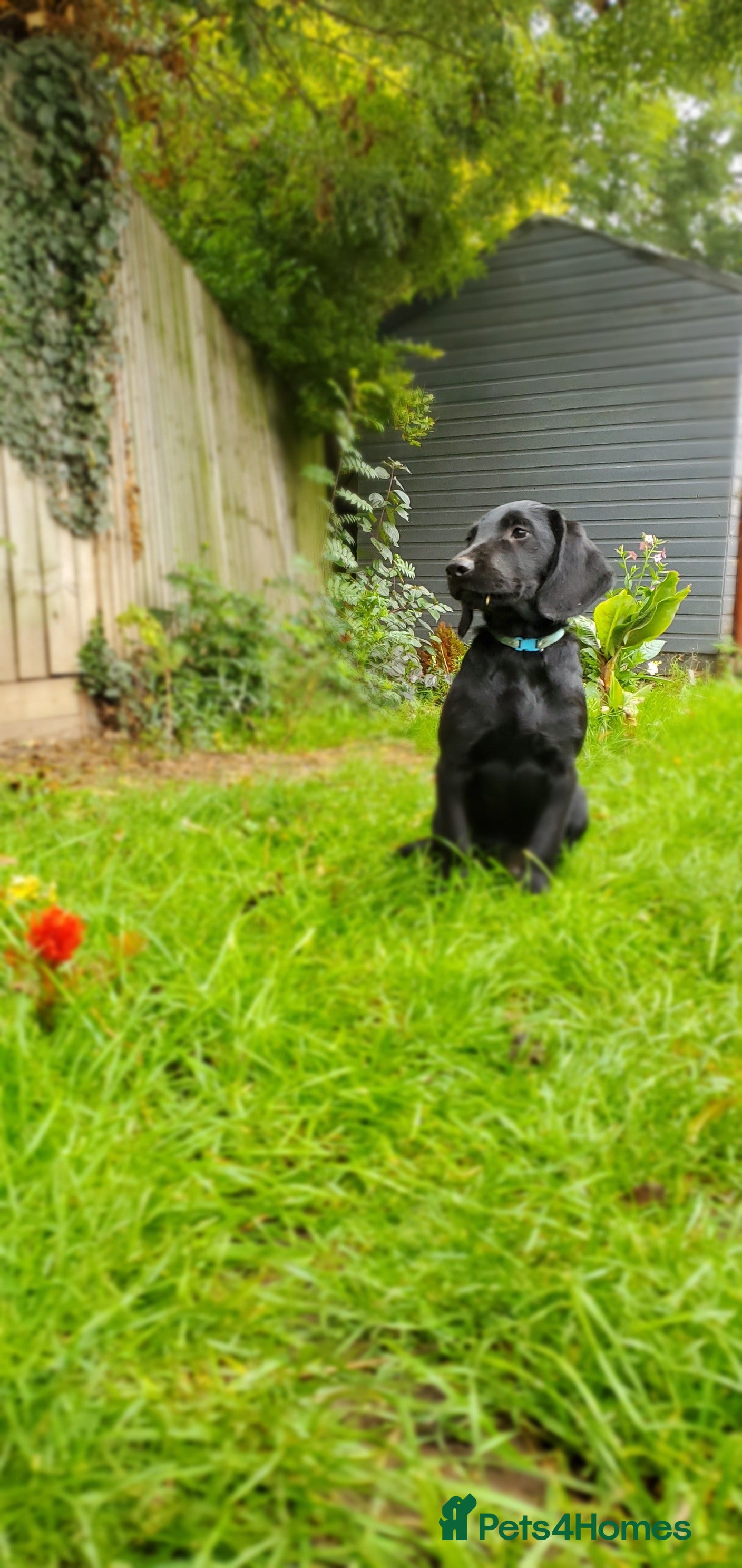 Springador dogs 2 black Springador puppies for sale  - Advert 14