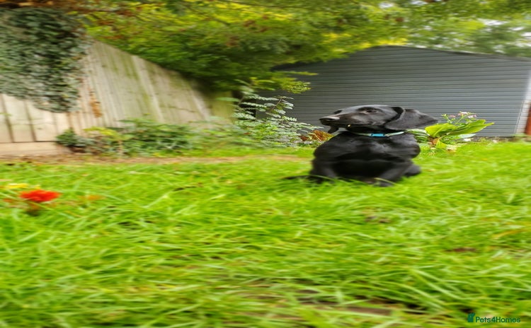 Springador dogs - Advert 1