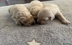 Golden Retriever dogs for sale: 3 beautiful Golden Retriever puppies  - Image 19