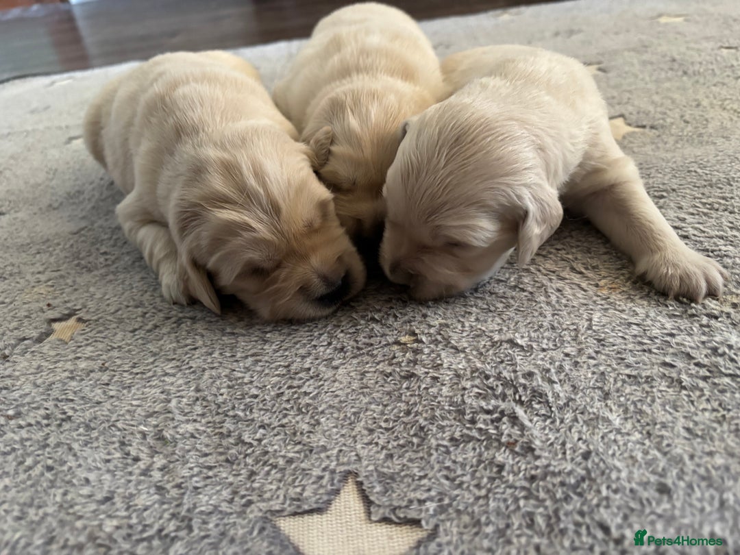 Golden Retriever dogs for sale: 3 beautiful Golden Retriever puppies  - Image 19