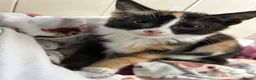 Mixed Breed cats for sale: 9 week old female calico - Advert 1