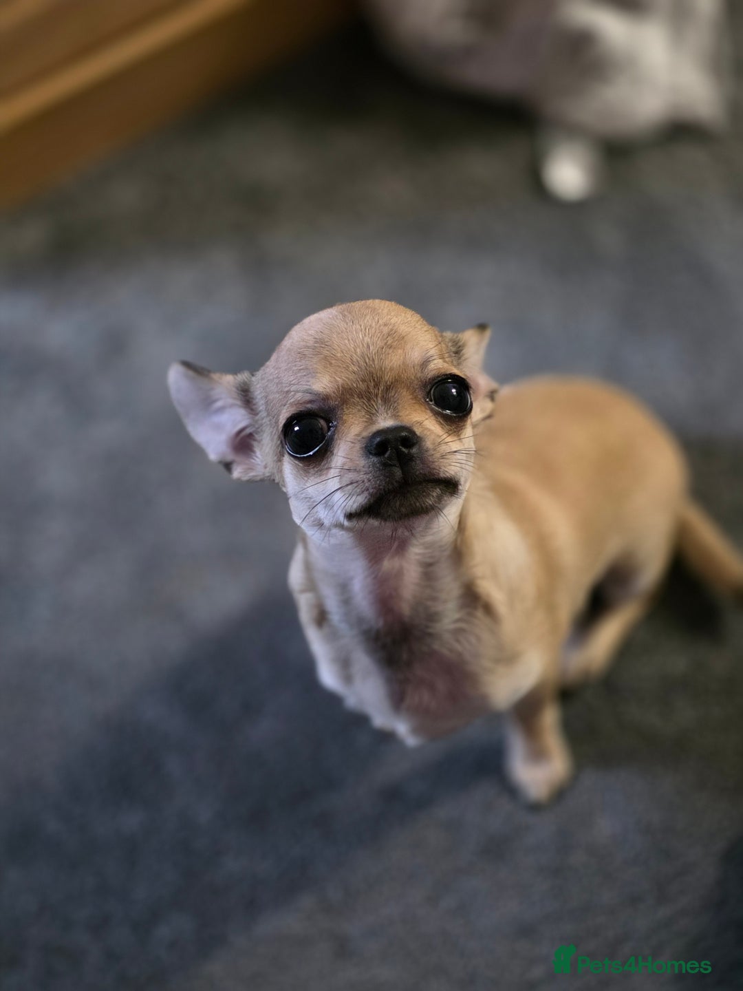 Chihuahua dogs for sale: 🌟 KC Registered 🌟 Smooth Sable Chiuahua 🐕 - Advert 8