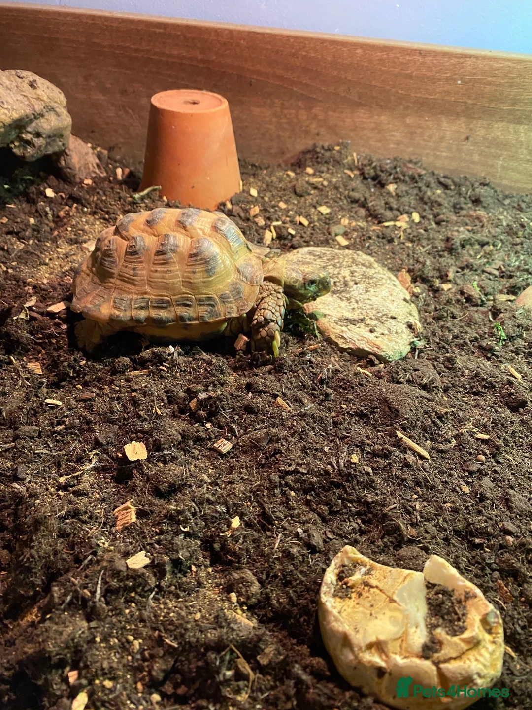 Tortoise reptiles for sale: Bowser the Russian tortoise  - Advert 2