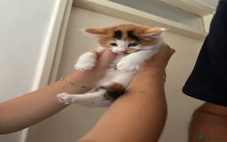 Mixed Breed cats for sale: 5 Maine Coon cross kittens available💞 - Image 11