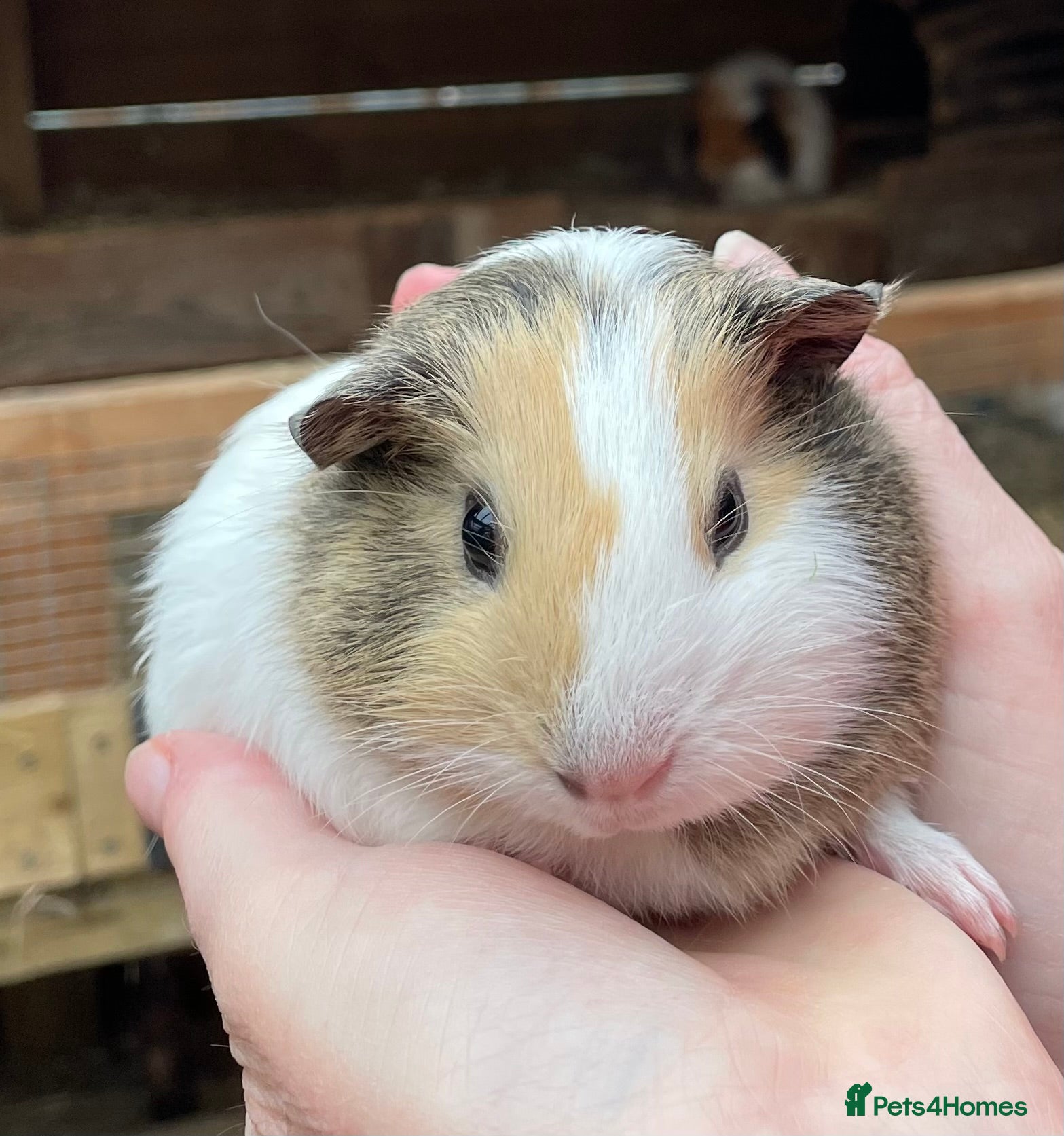 Guinea Pig rodents Baby sow/girl guinea pigs babies - Advert 21
