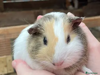 Guinea Pig rodents Baby sow/girl guinea pigs babies - Advert 21