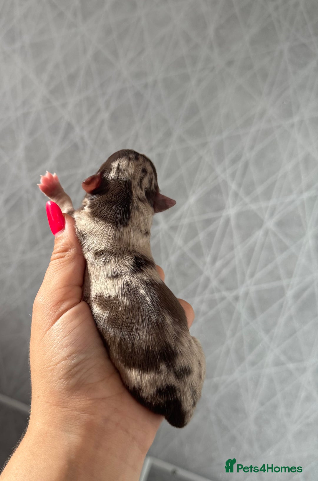 Chihuahua dogs for sale: Chocolate Merle Longhair Chihuahua,1boy 1girl left - Image 9