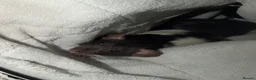 Rat rodents for sale: Rats  in Lincoln - Advert 4