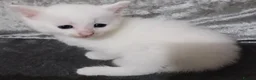 Mixed Breed cats for sale: 5 beautiful white kittens with lovely temperaments - Advert 3