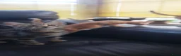 Mixed Breed cats for sale: Domestic Short Hair/Farm Kittens  - Advert 8