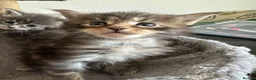 Maine Coon cats for sale: Beautiful Mainecoon kittens - Advert 6