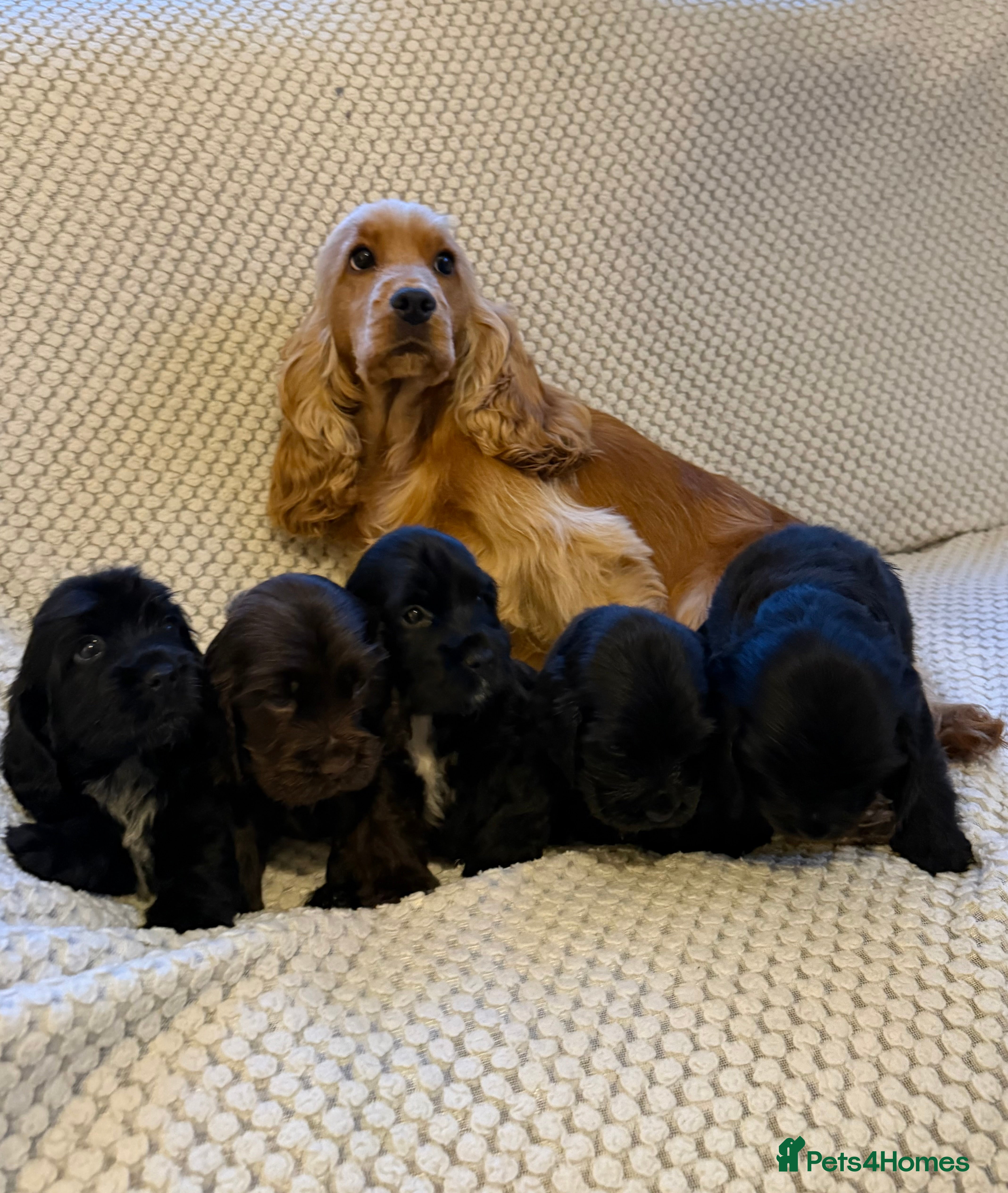 Cocker Spaniel dogs Show type cocker spaniels puppies - Advert 8