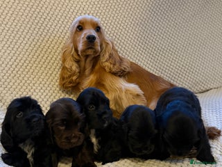 Cocker Spaniel dogs Show type cocker spaniels puppies - Advert 8
