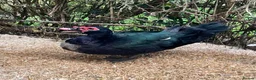 Ducks poultry for sale: Muscovy Duck Hatching eggs - Mixed Colour - Advert 2