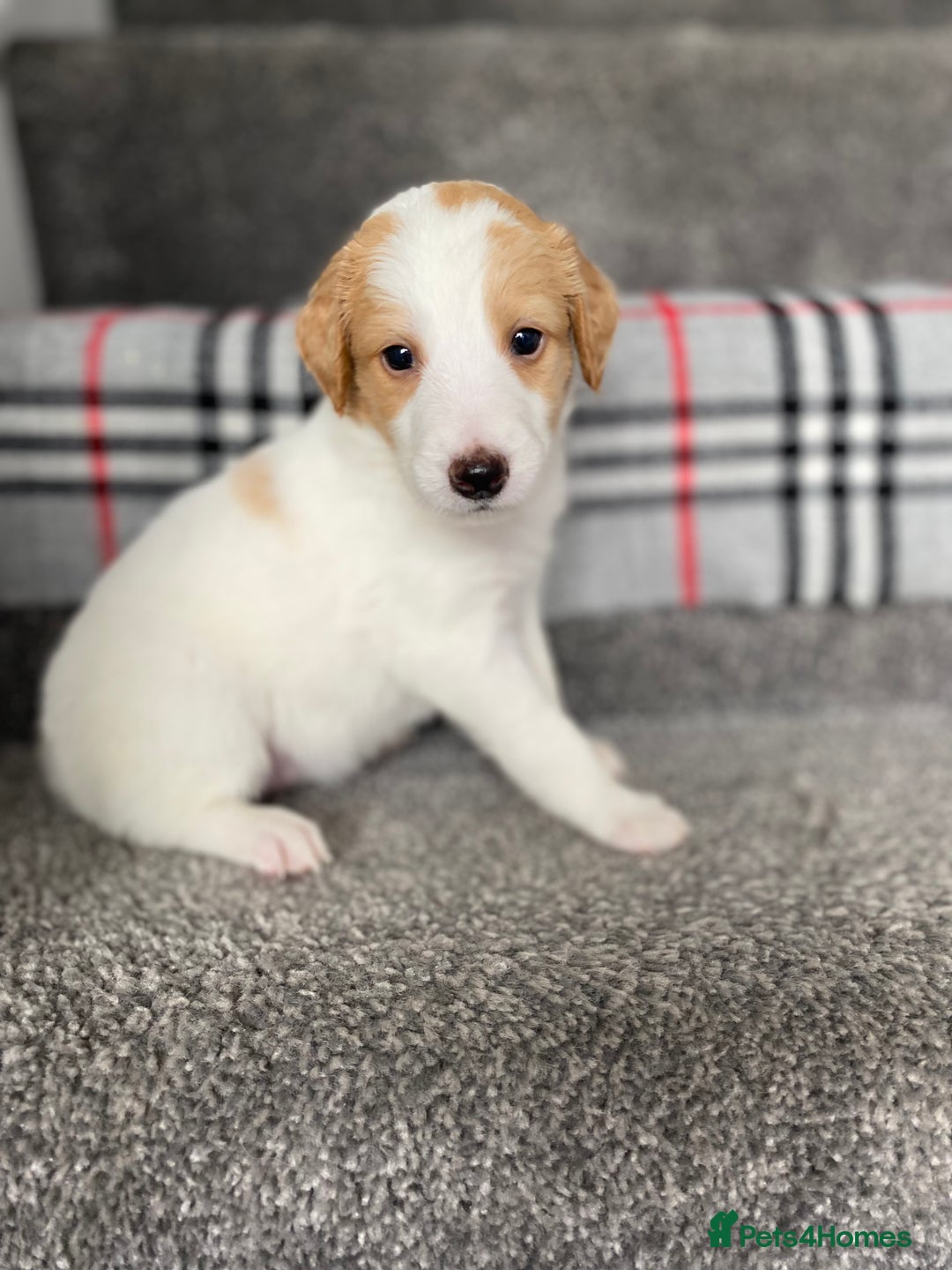 Mixed Breed dogs for sale: Cocker collie cross  - Image 8