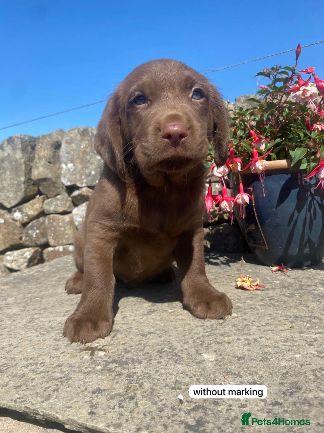 Springador dogs for sale: Quality Springador puppies for sale  - Image 2