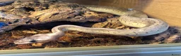 Python Snake reptiles for sale: Snakes for rehoming  - Advert 2