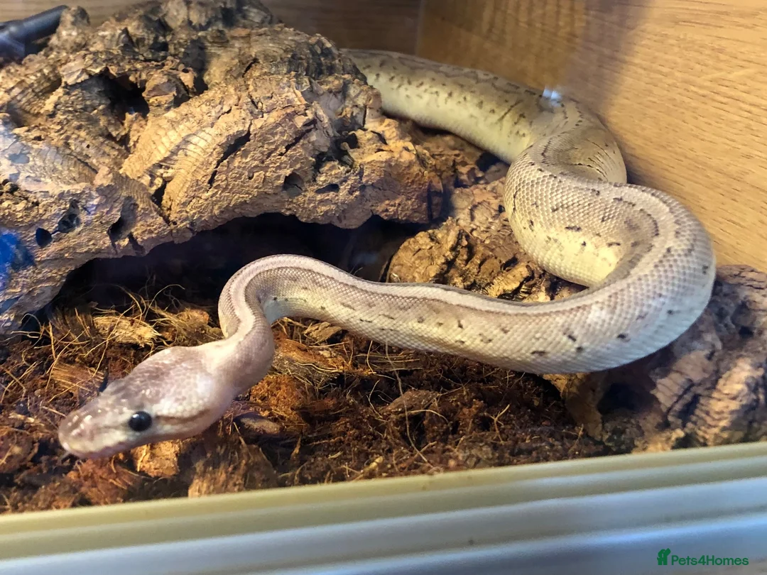 Python Snake reptiles for sale: Snakes for rehoming  - Advert 2