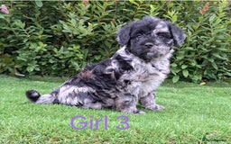French Bulldog dogs for sale: French Bulldog Froodle Puppies  - Image 30
