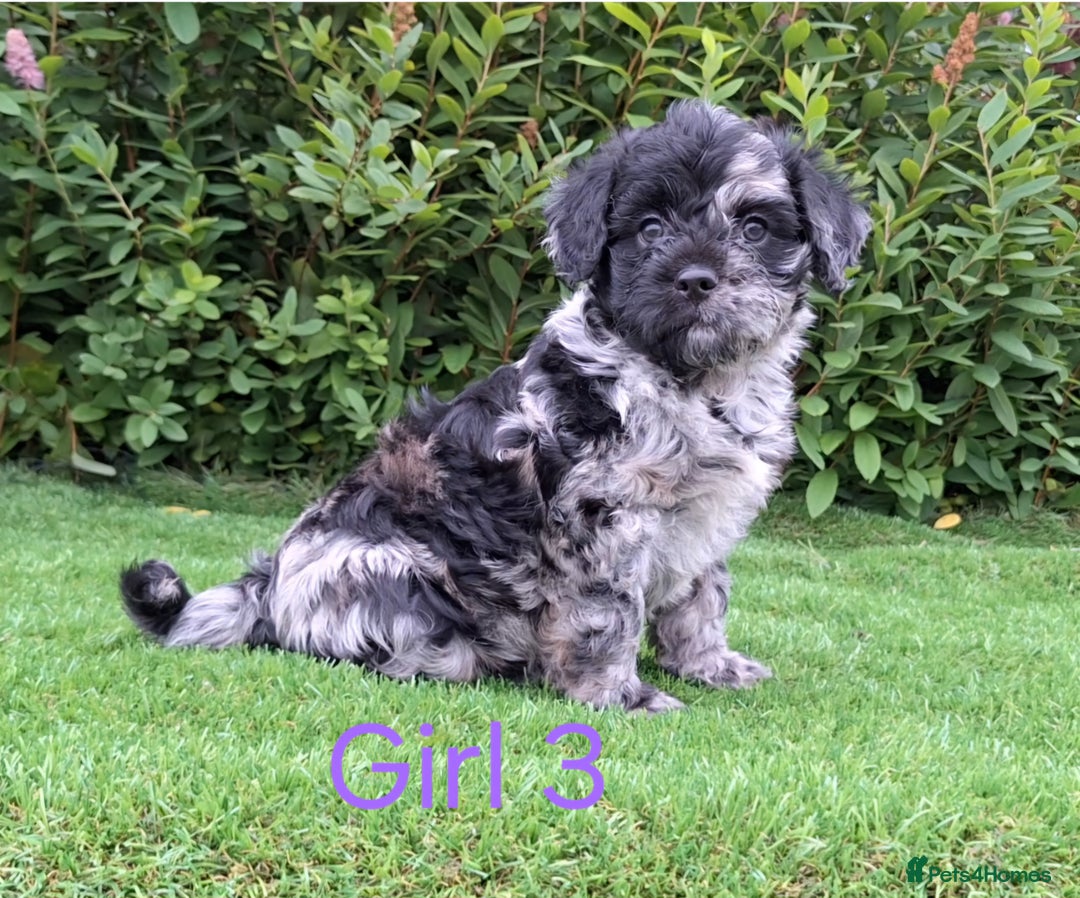 French Bulldog dogs for sale: French Bulldog Froodle Puppies  - Image 30