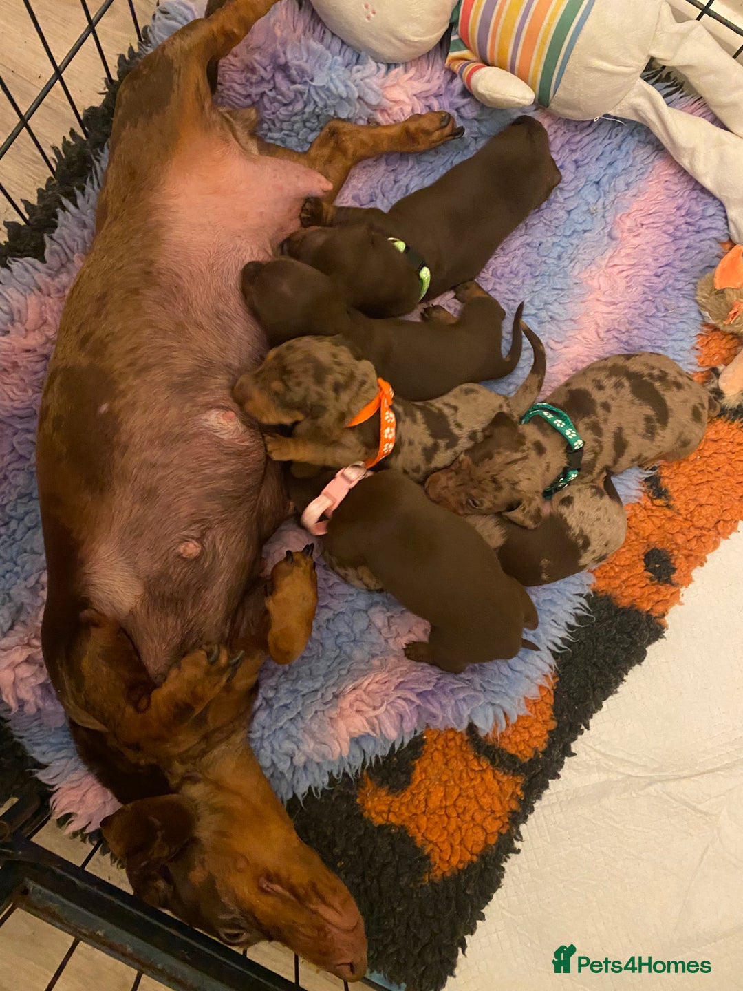 Miniature Dachshund dogs for sale: True Miniature Dachshunds KC Reg - Advert 2