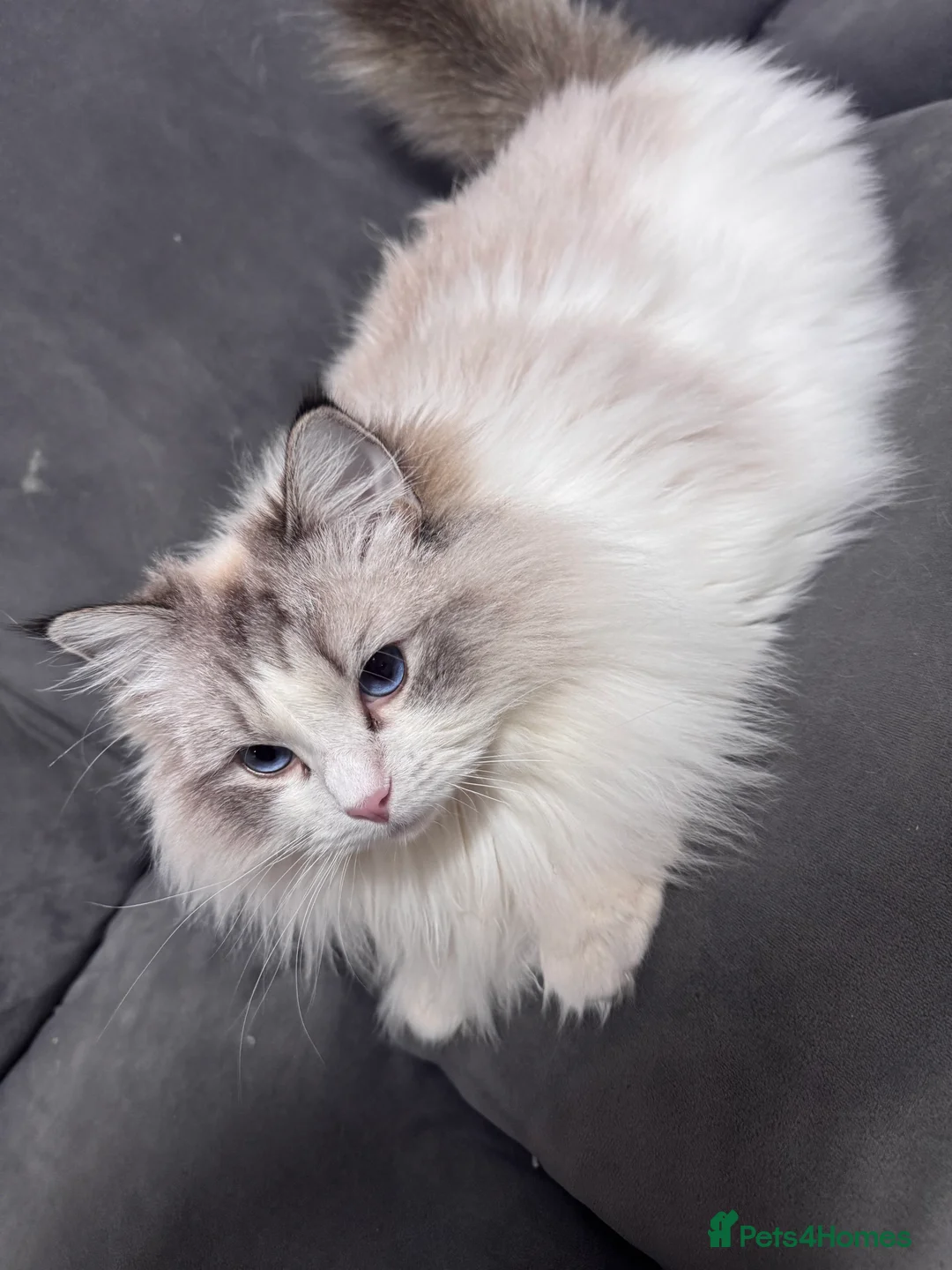 Ragdoll cats for sale: Retired Queen looking for new home - Advert 6