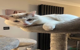 Ragdoll cats for sale: 🩵 Beautiful 7-Month-Old Ragdoll Boy - Image 3