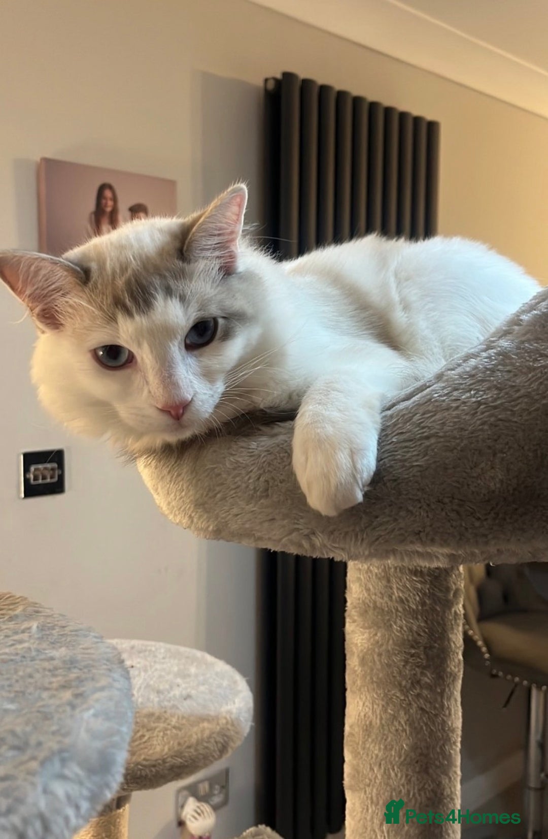 Ragdoll cats for sale: 🩵 Beautiful 7-Month-Old Ragdoll Boy - Image 3