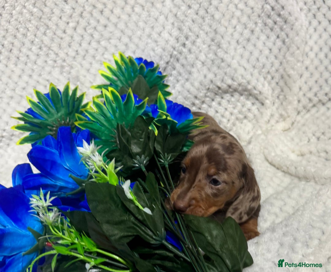 Miniature Dachshund dogs for sale: BEAUTIFUL KC MINI DACHSHUND READY TO LEAVE 23/12   - Advert 19