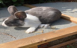 Netherland Dwarf rabbits for sale: Dutch and dwarf rabbits  - Image 2