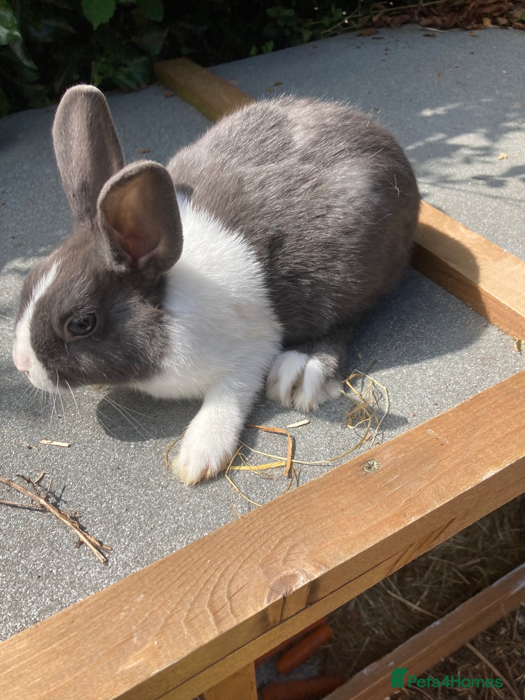 Netherland Dwarf rabbits for sale: Dutch and dwarf rabbits  - Image 2