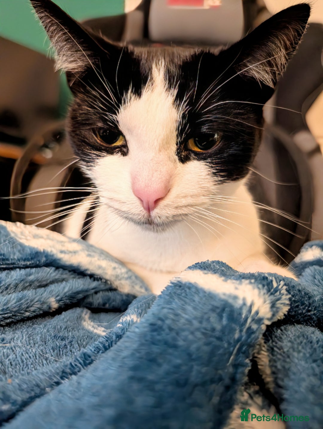Domestic Shorthair cats for sale: One year old neutered female for rehome - Image 2