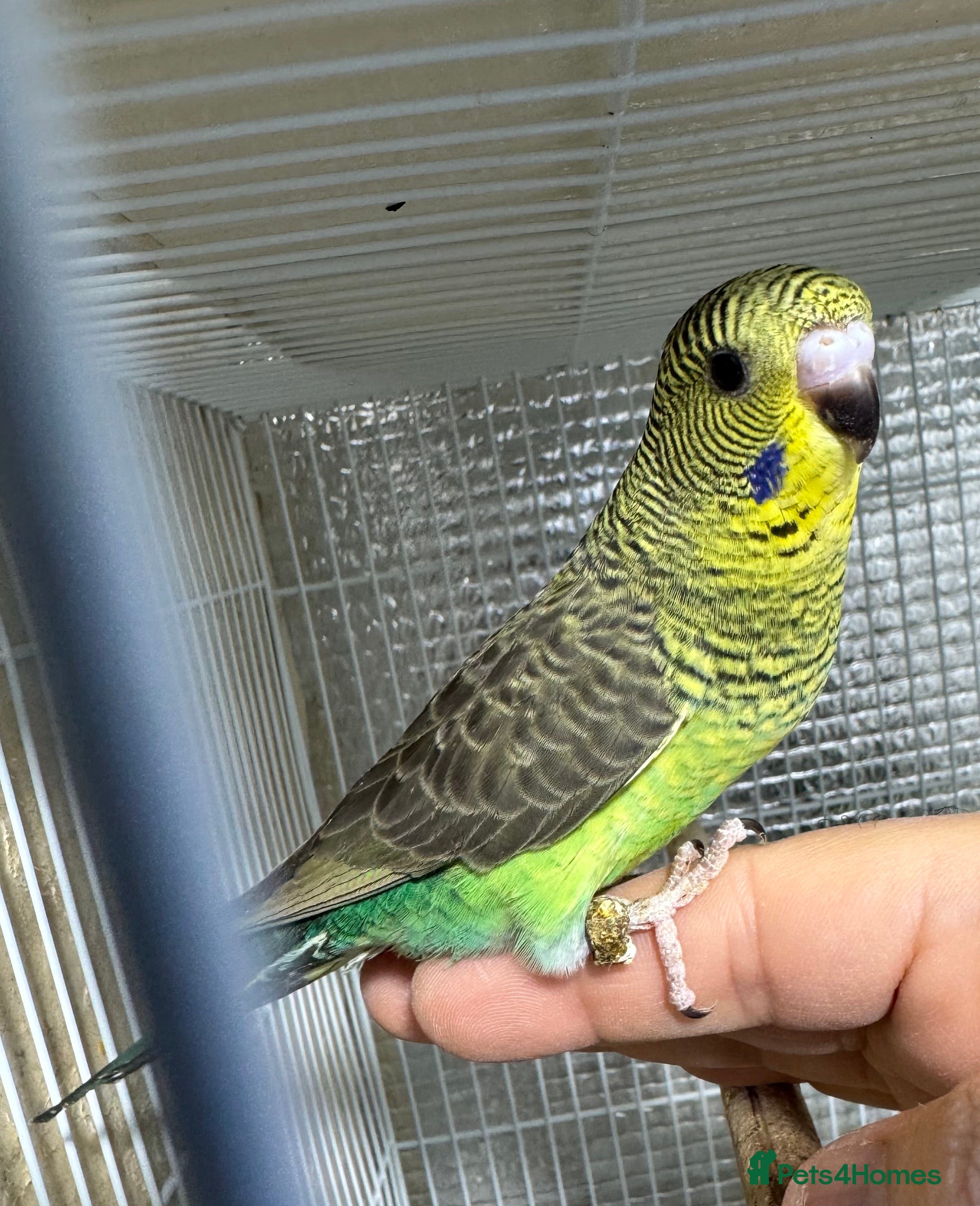 Budgerigars birds BEAUTIFUL 🤩 BUDGIES BW/SPLIT BF - Advert 6