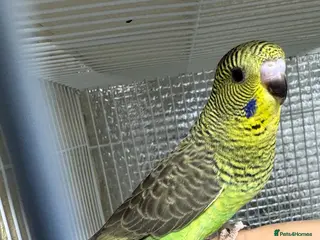 Budgerigars birds BEAUTIFUL 🤩 BUDGIES BW/SPLIT BF - Advert 6