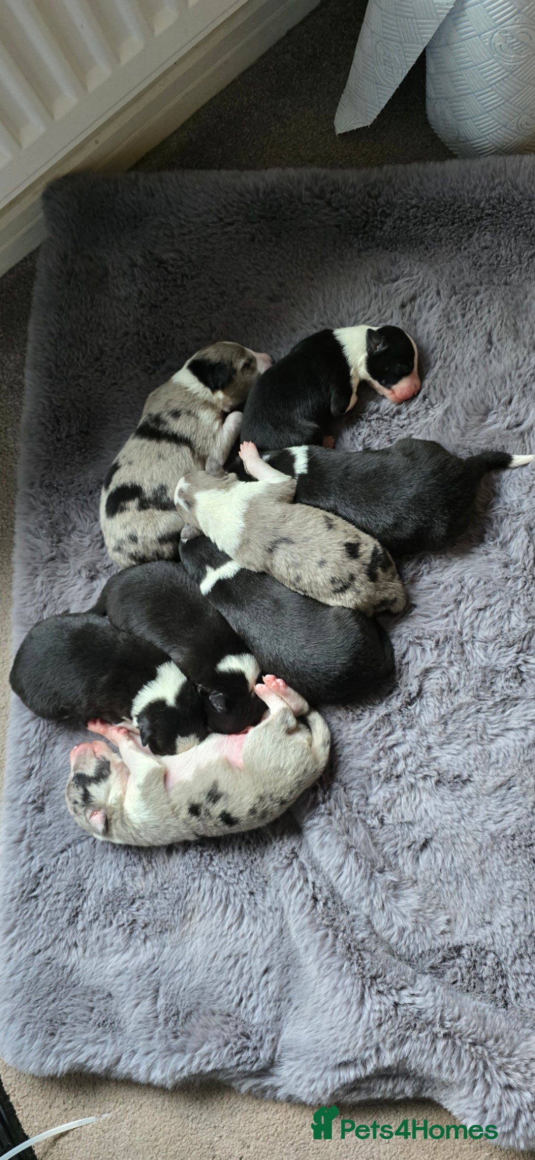 Border Collie dogs for sale: Beautiful Border Collie Puppies - Image 2