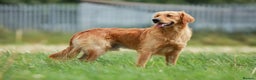 Golden Retriever dogs for stud: Stunning golden retriever  in Doncaster - Advert 12