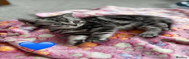 Tabby male