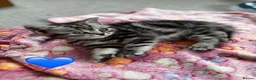 British Shorthair cats for sale: ❤️💙 Gorgeous Pedigree Silver Tabby BSH 💙❤️ - Advert 29