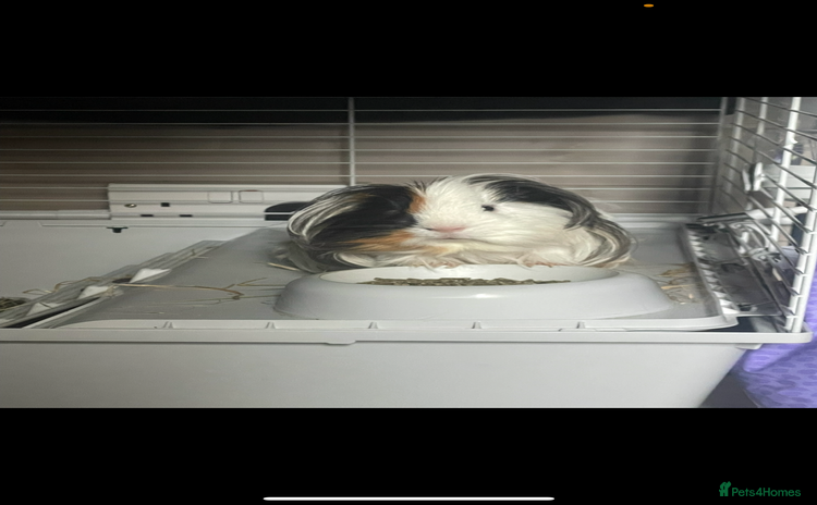 Guinea Pig rodents - Advert 33