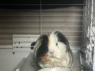 Guinea Pig rodents - Advert 23