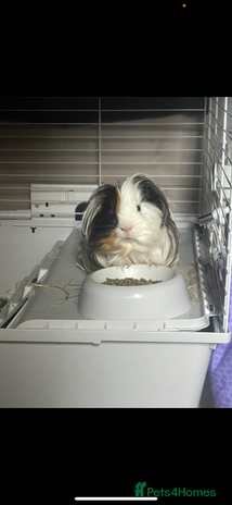 Guinea Pig rodents - Advert 33