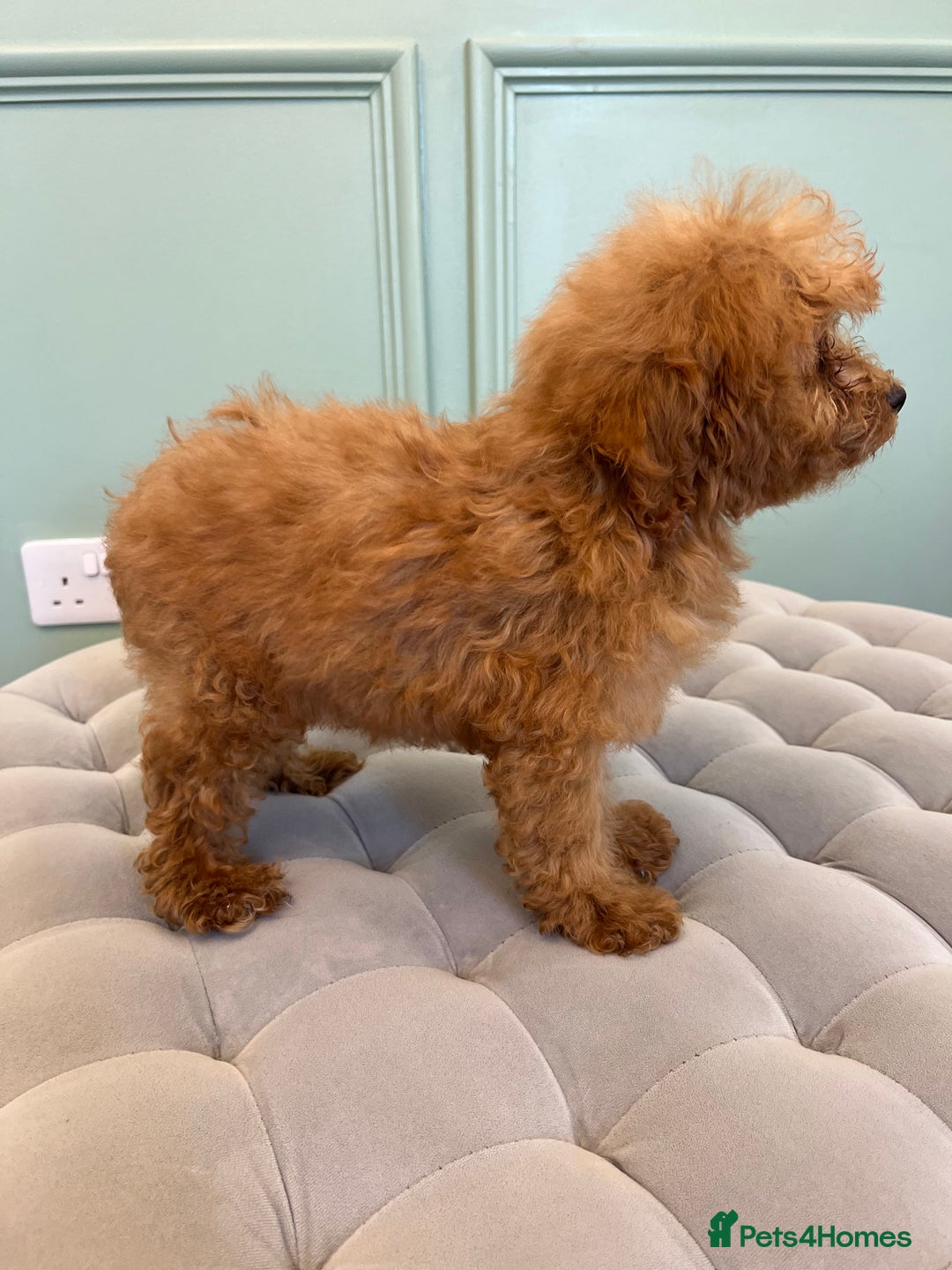 Miniature Poodle dogs for sale: 🐩 Adorable Miniature Poodles 🐾 - Image 4