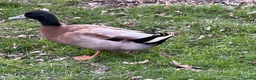 Ducks poultry for sale: Welsh Harlequin & Khaki Campbell Drakes - Advert 7