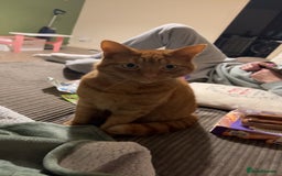 Domestic Shorthair cats for sale: Ginger cat - Advert 4