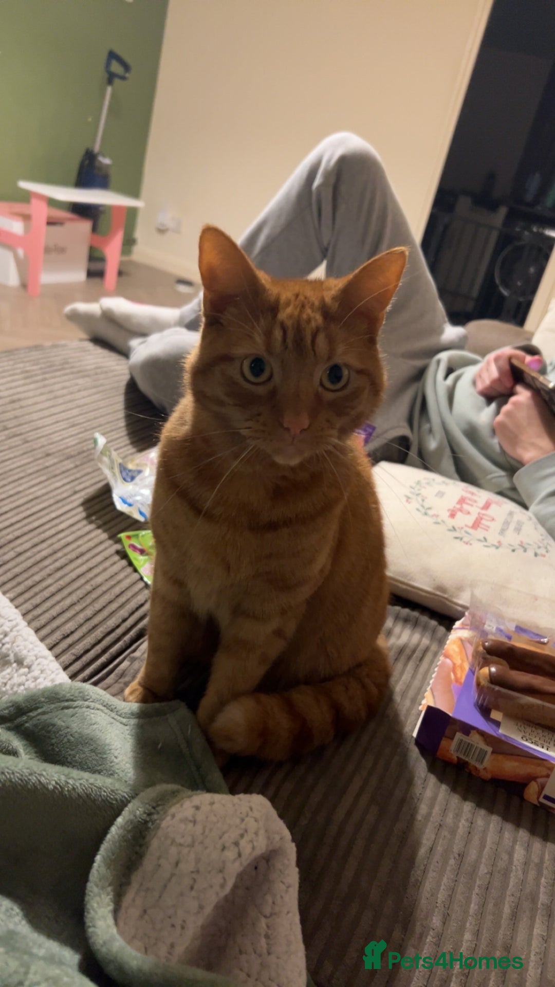 Domestic Shorthair cats for sale: Ginger cat - Advert 4