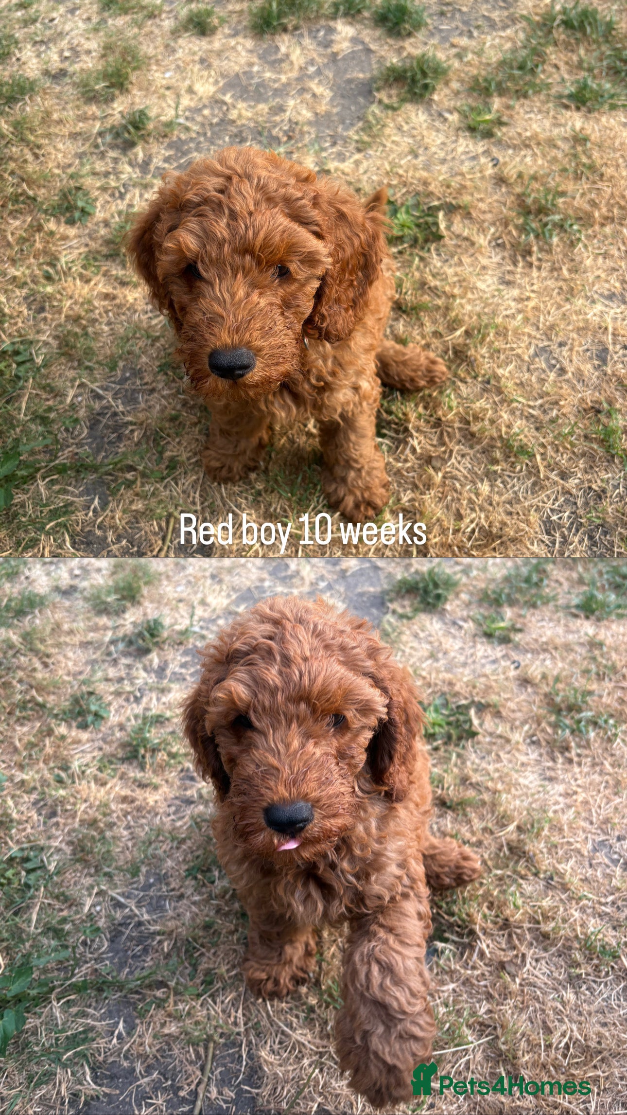 Cockapoo dogs ✨Only 2 Beautiful Fox Red F1BB Cockapoos Remaining - Advert 2