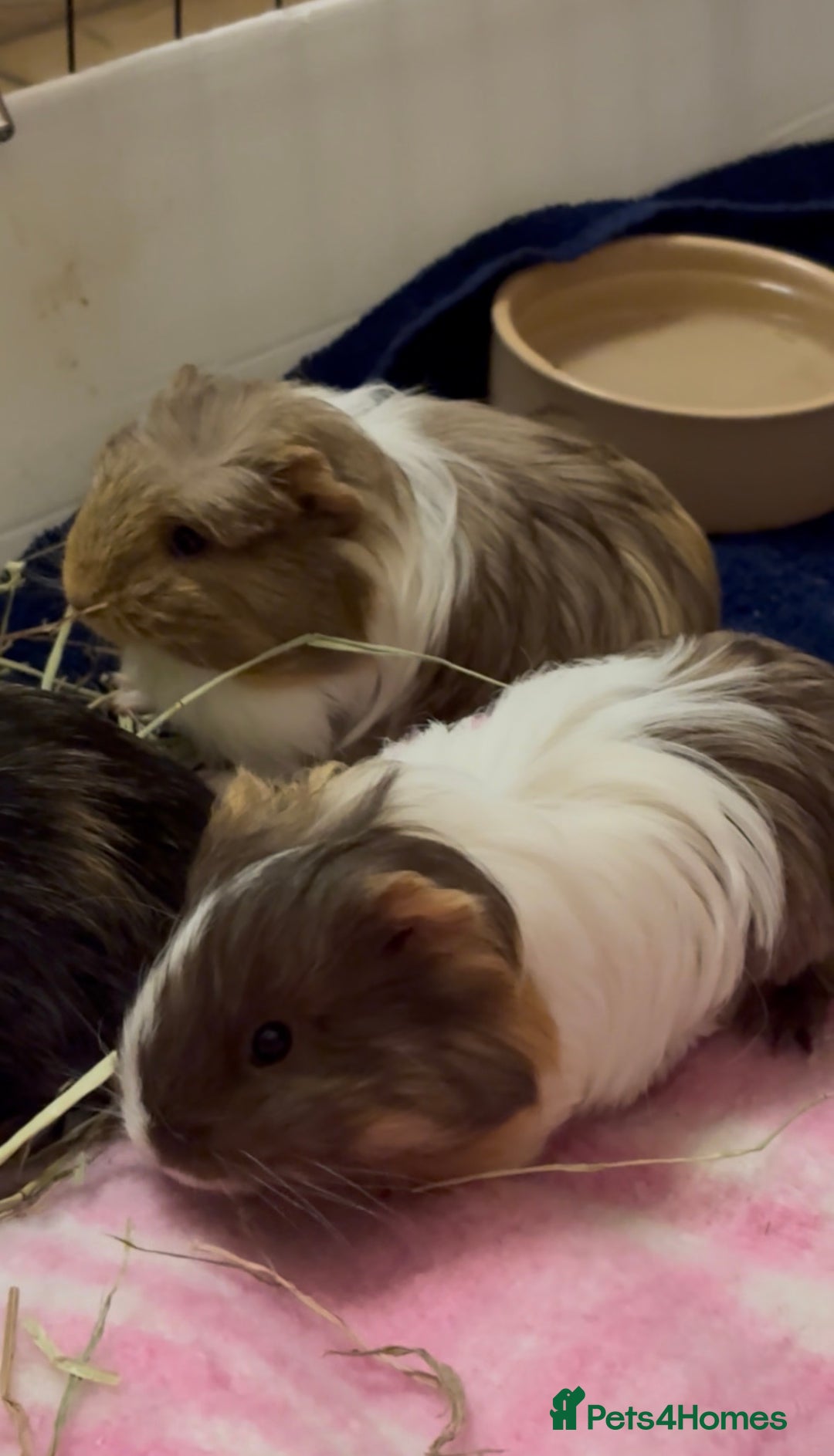 Guinea Pig rodents for sale: 2 Beautiful long haired girls  - Advert 1