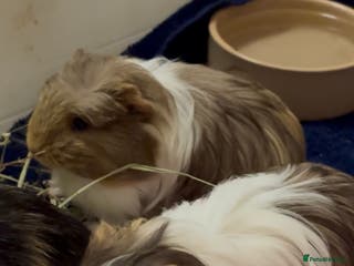 Guinea Pig rodents 2 Beautiful long haired girls - Advert 2